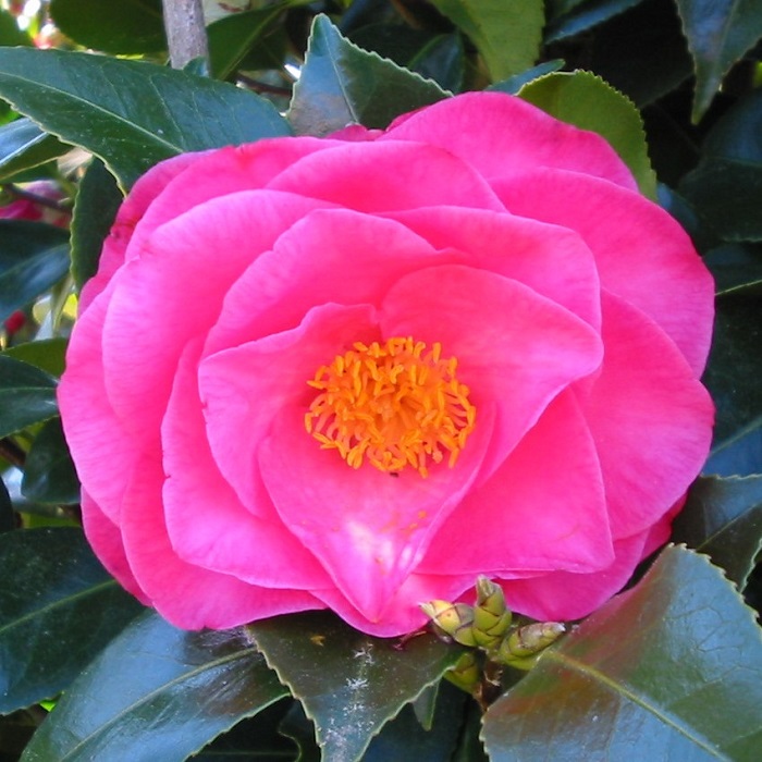 Camellia Mathotiana